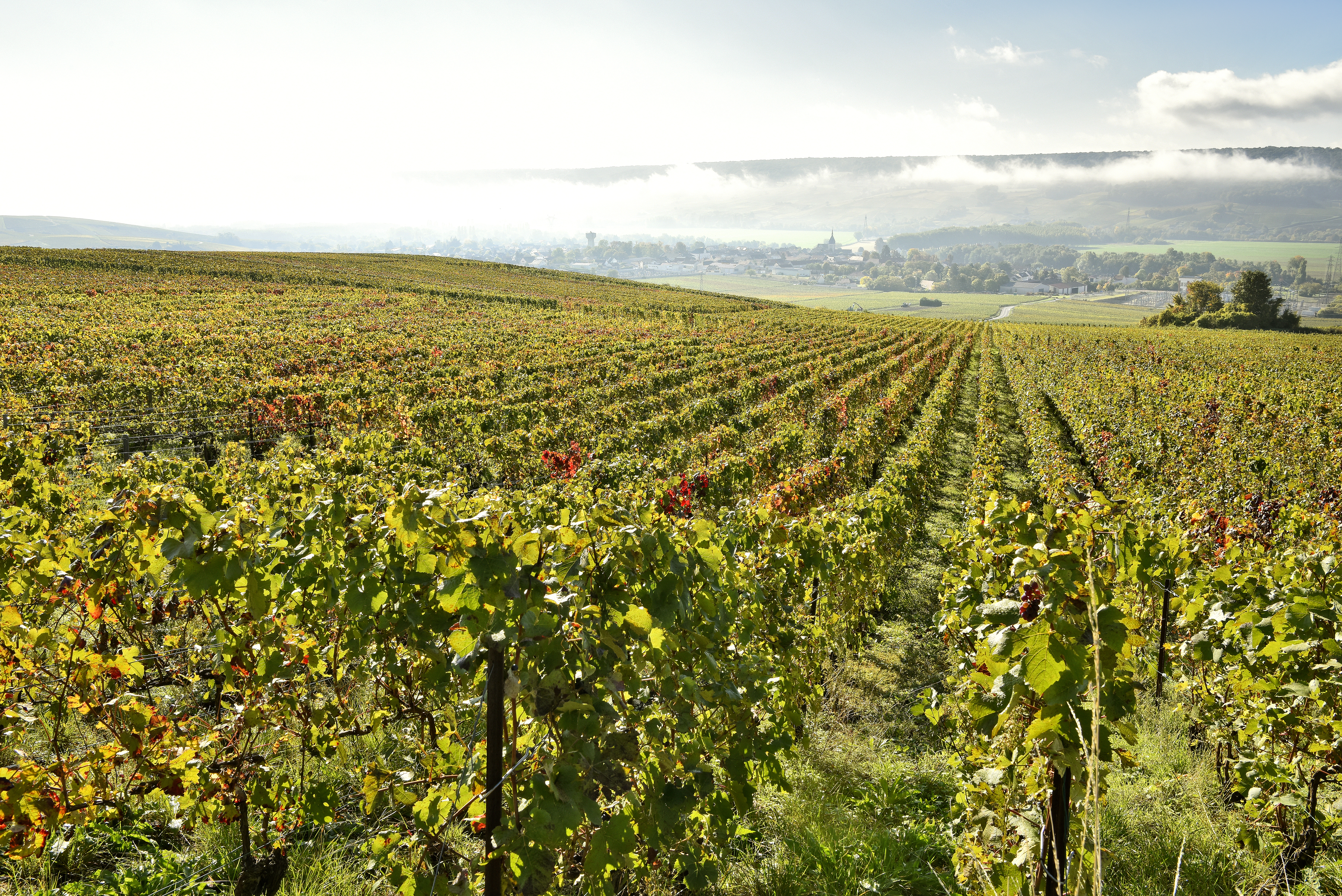 Champagne Jean-Noël Haton